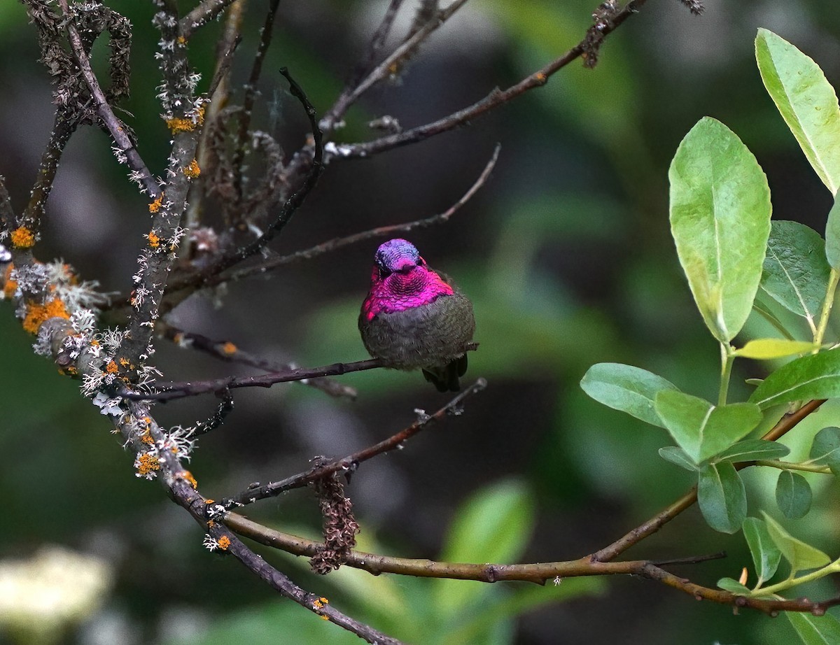 Anna's Hummingbird - ML618557975