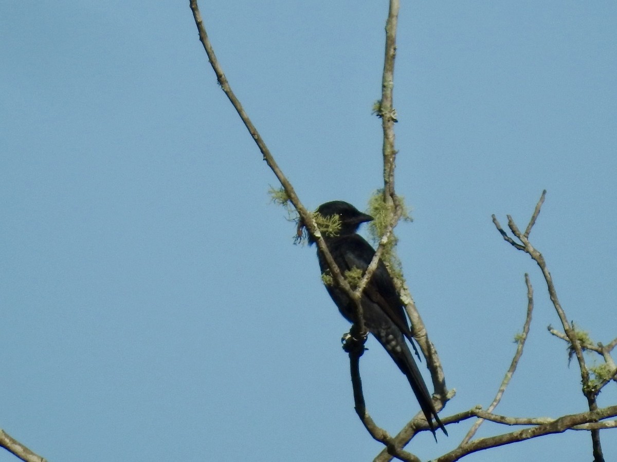 Fork-tailed Drongo - ML618557992