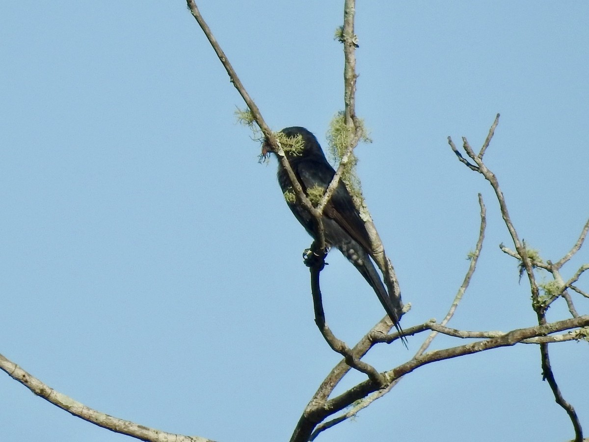 Fork-tailed Drongo - ML618557993
