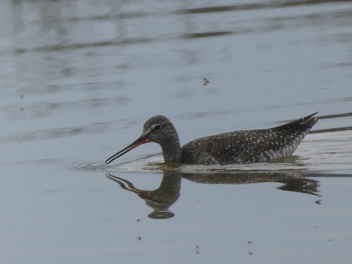 Spotted Redshank - ML618558035
