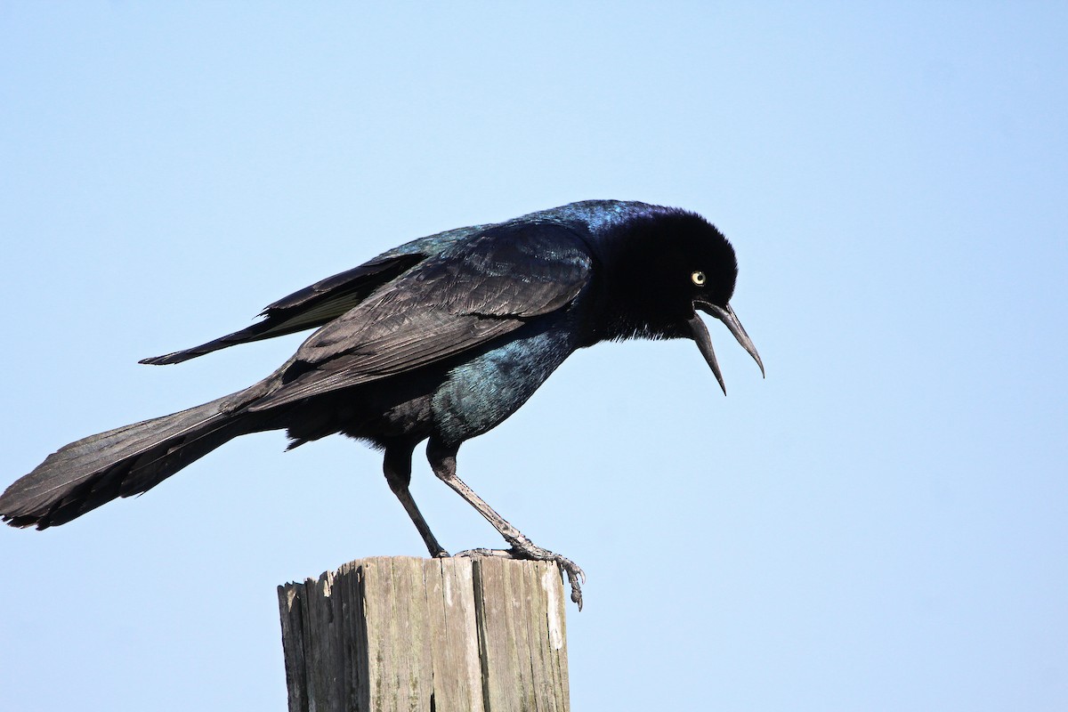 Boat-tailed Grackle - ML618558097
