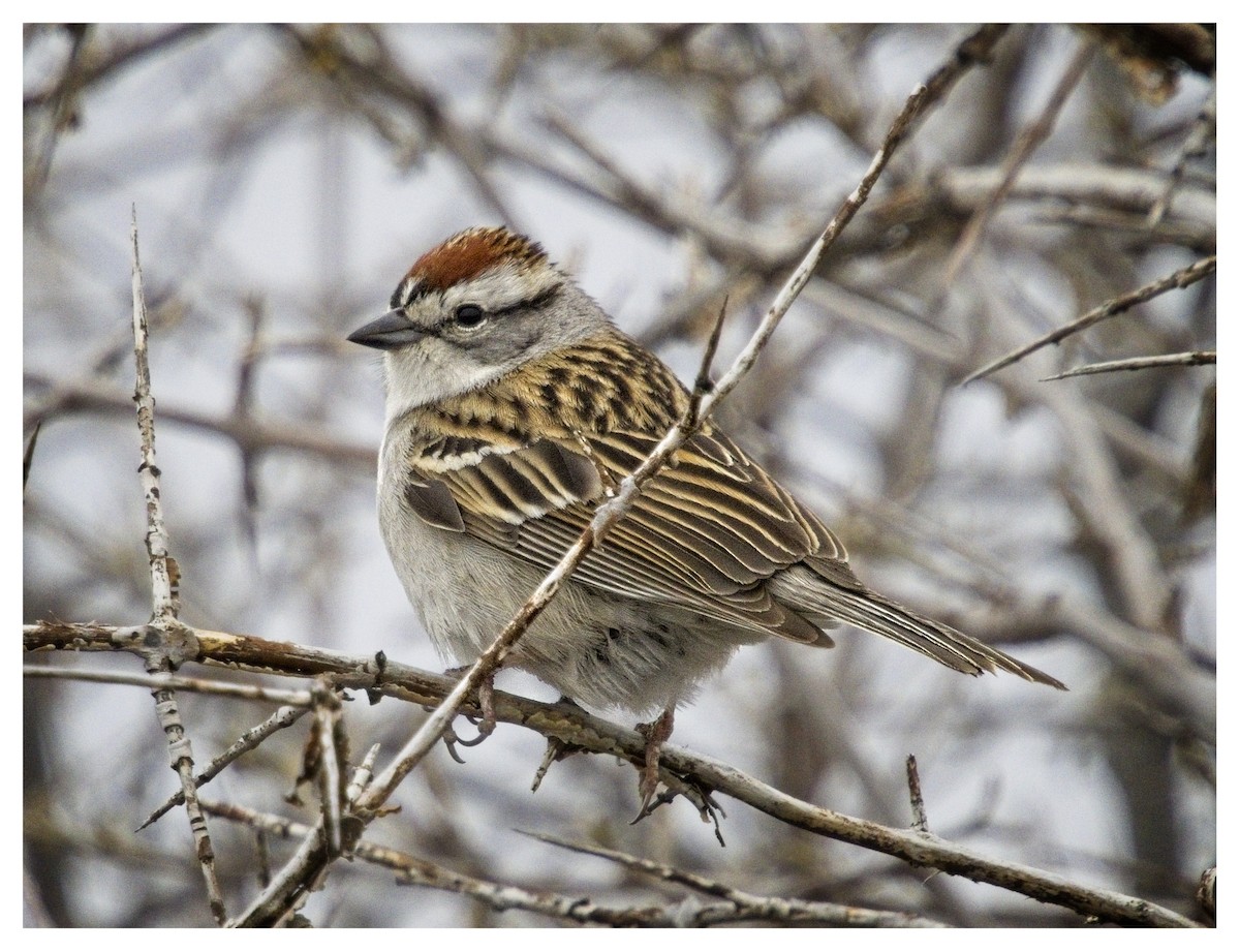 Chipping Sparrow - ML618558104