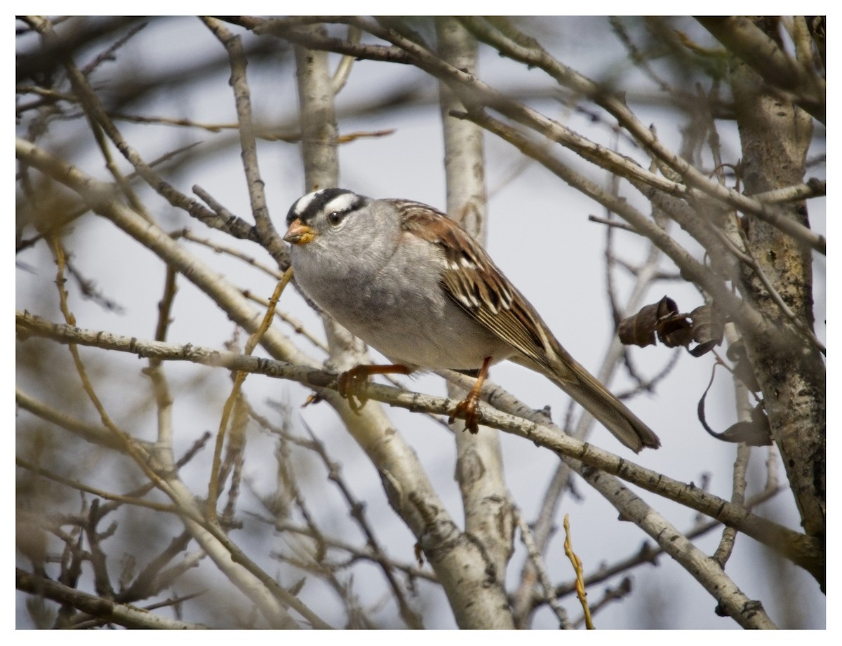White-crowned Sparrow - ML618558111