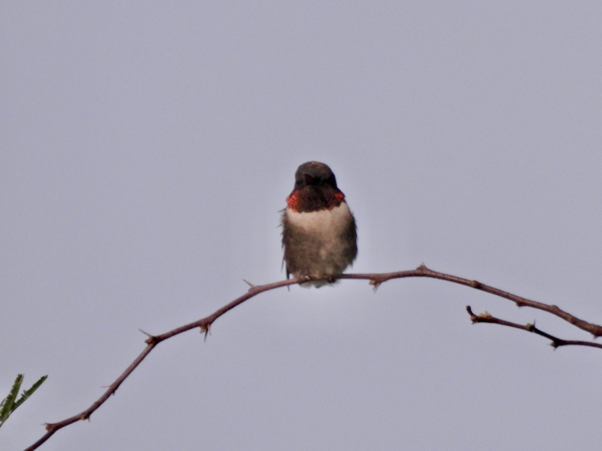 Ruby-throated Hummingbird - Wendy Harte