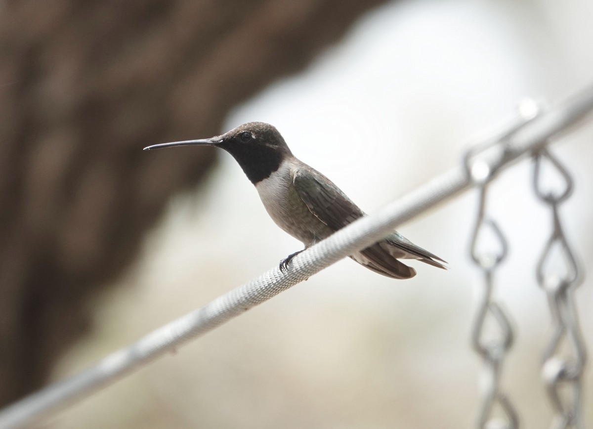 Black-chinned Hummingbird - ML618558126