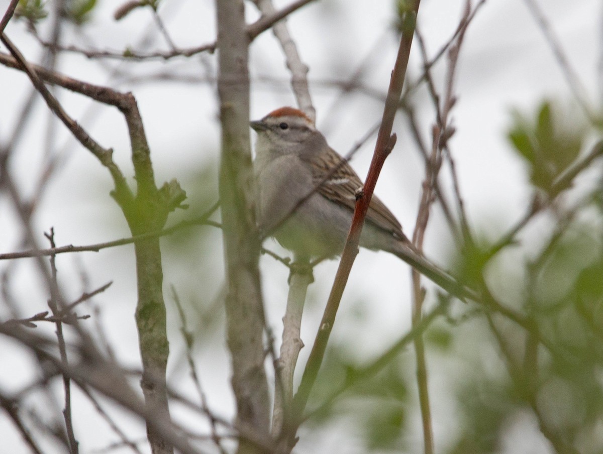 Chipping Sparrow - ML618558127