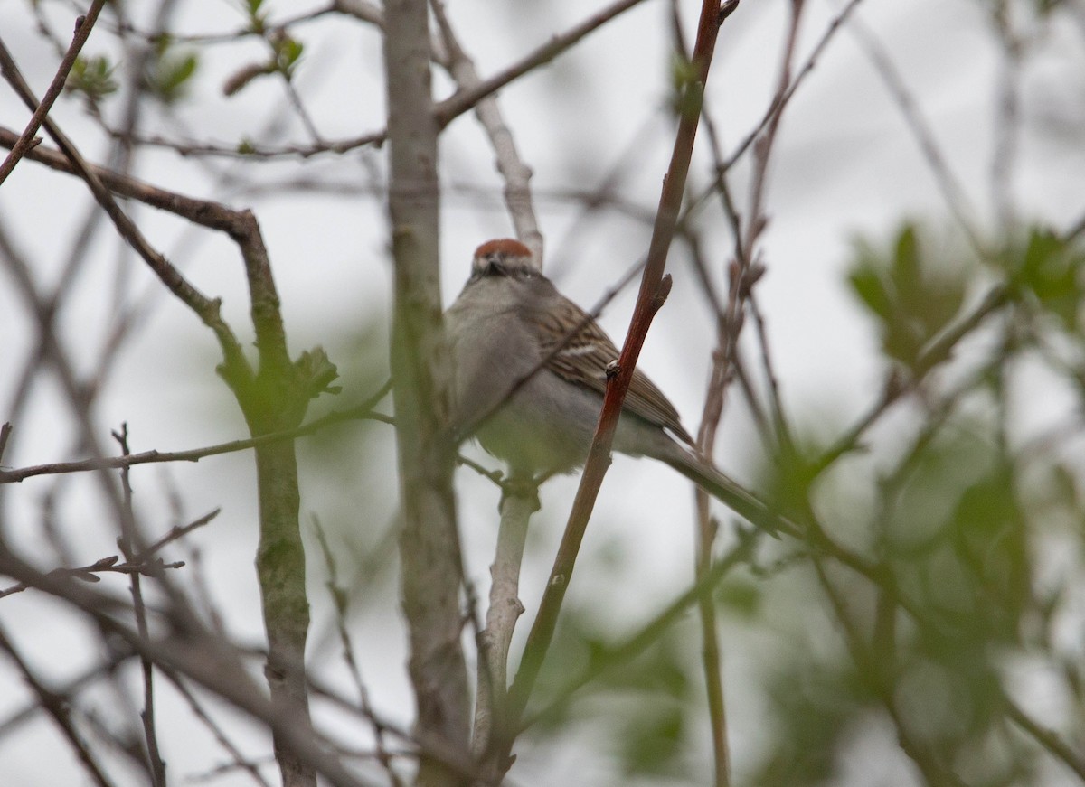 Chipping Sparrow - ML618558129
