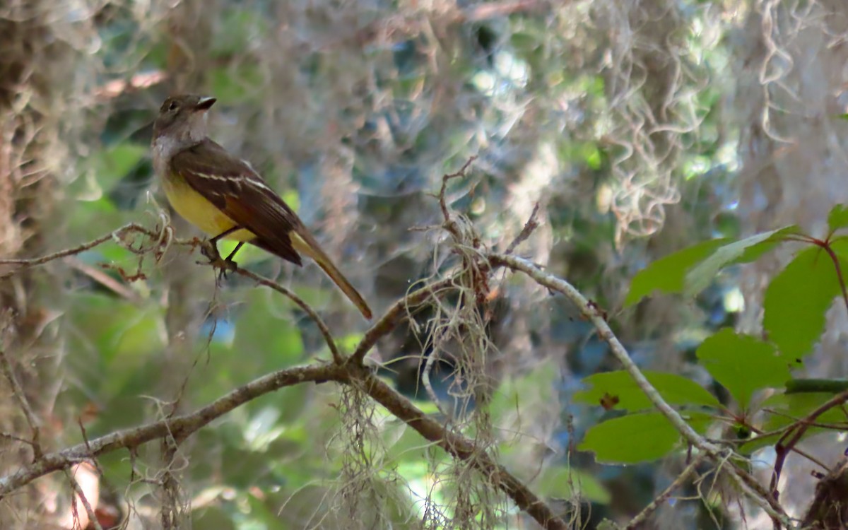 Great Crested Flycatcher - ML618558133