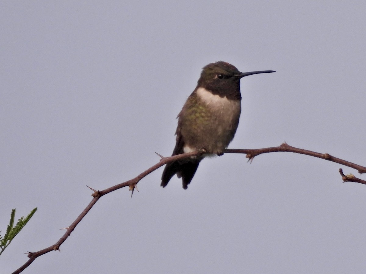 Ruby-throated Hummingbird - ML618558144