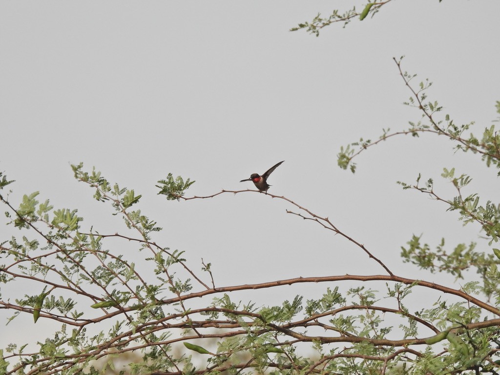Ruby-throated Hummingbird - ML618558149