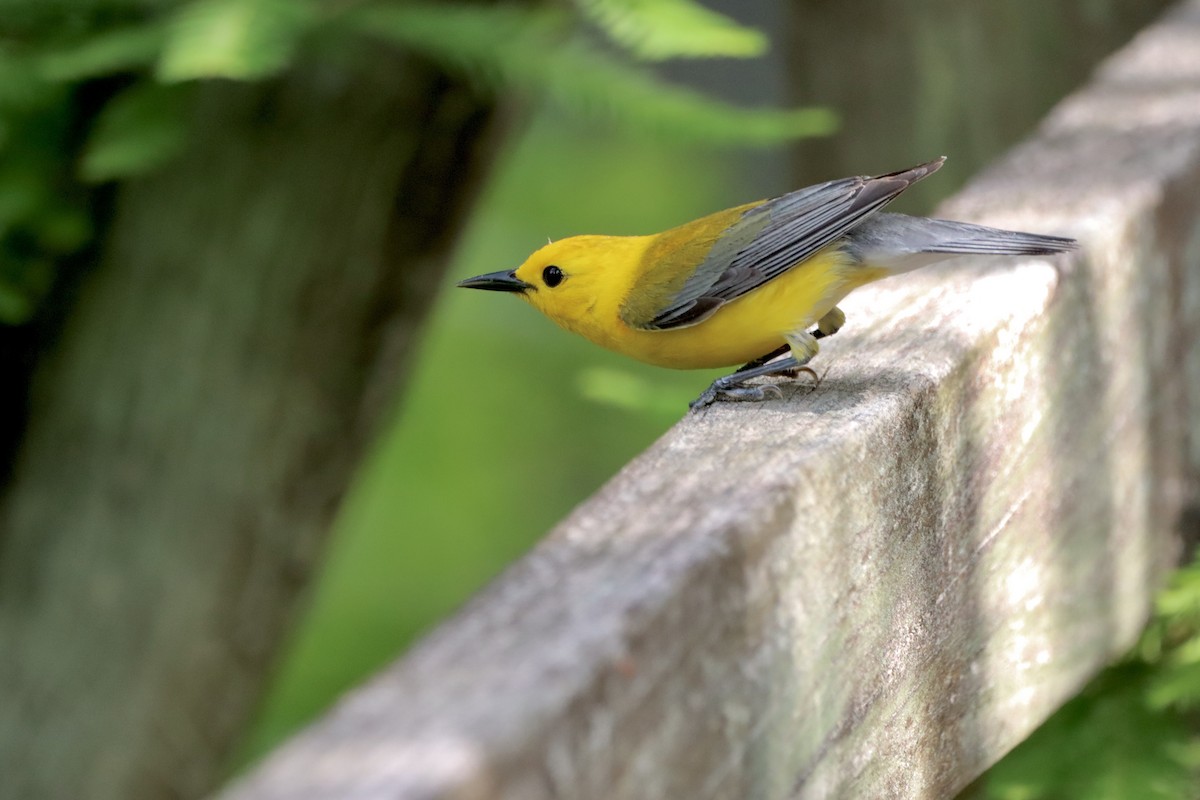 Prothonotary Warbler - ML618558153