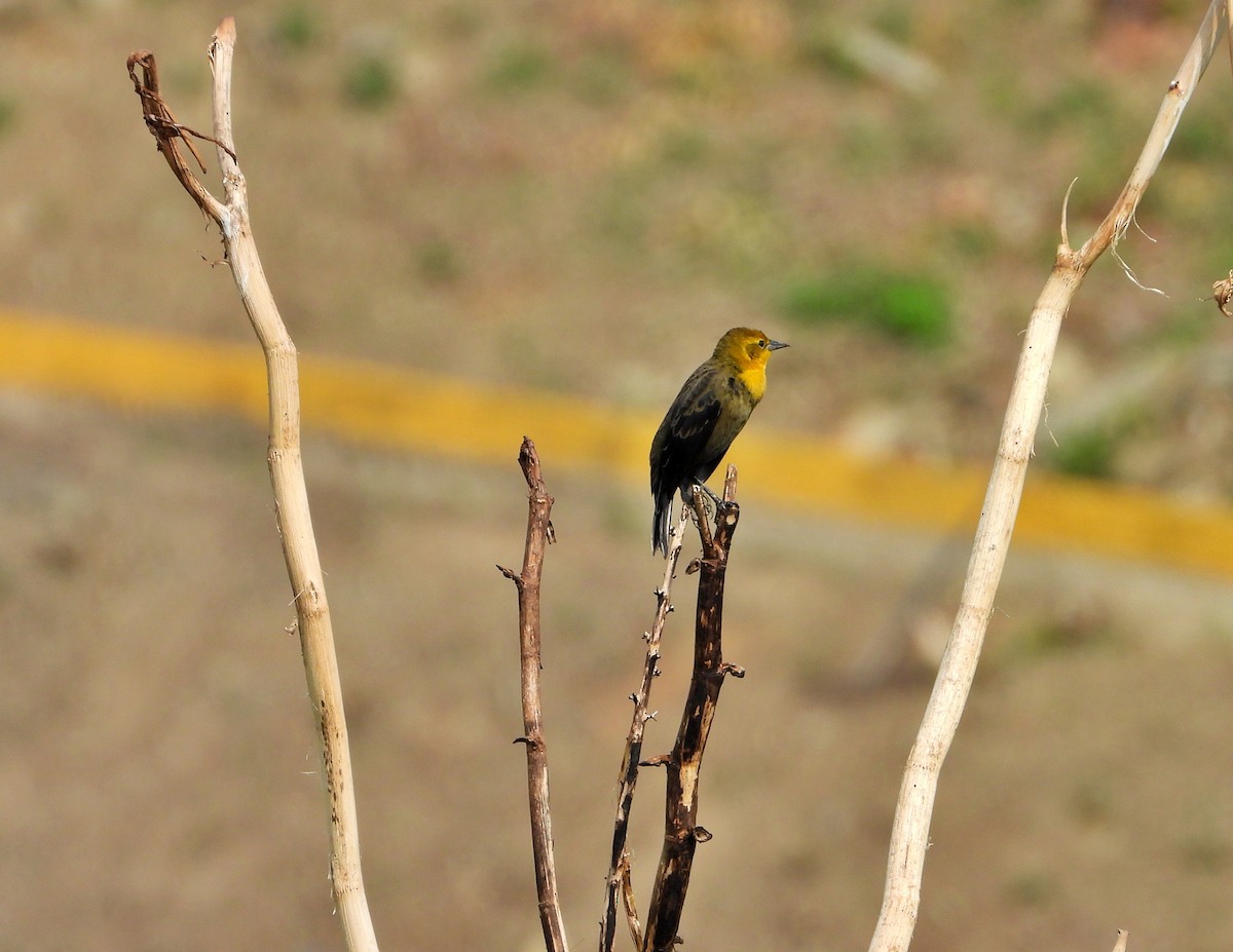 Yellow-hooded Blackbird - ML618558159