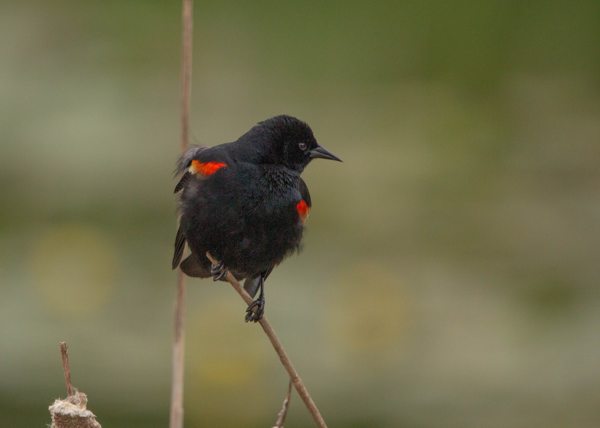 Red-winged Blackbird - Tristan Semeniuk