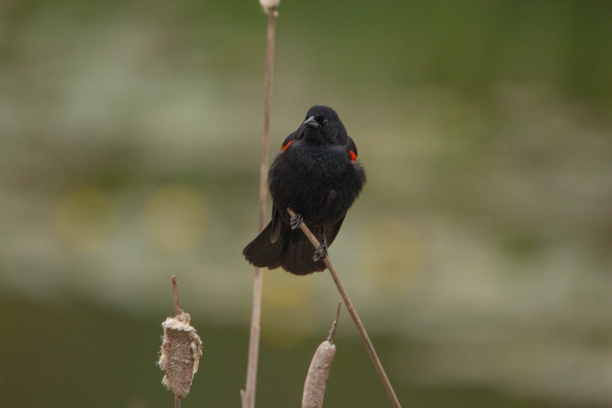 Red-winged Blackbird - ML618558172