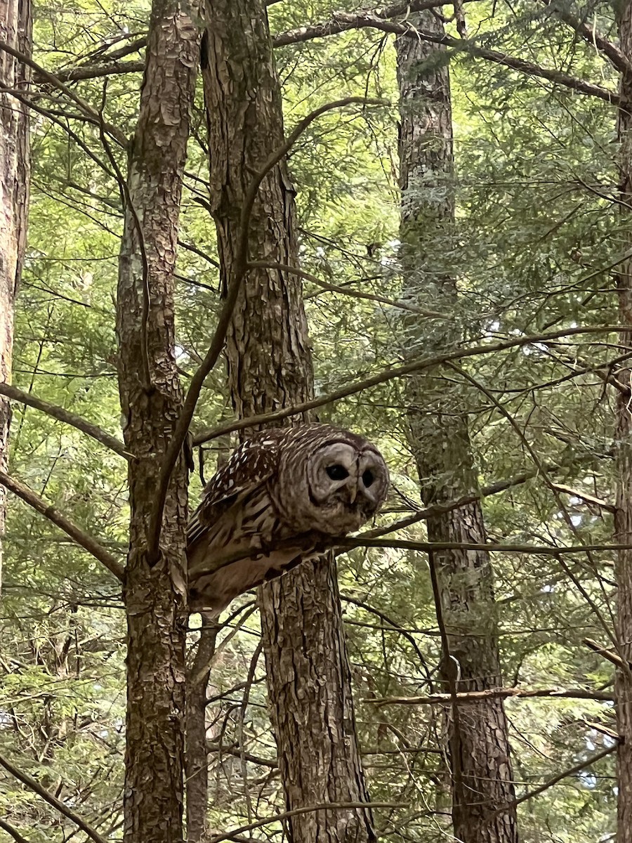 Barred Owl - ML618558175