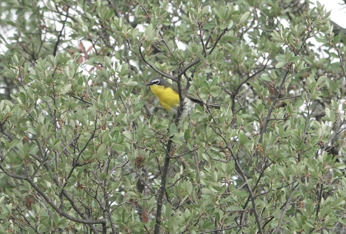 Yellow-breasted Chat - ML618558184