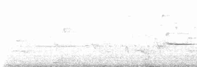 Дрізд-короткодзьоб Cвенсона - ML618558186