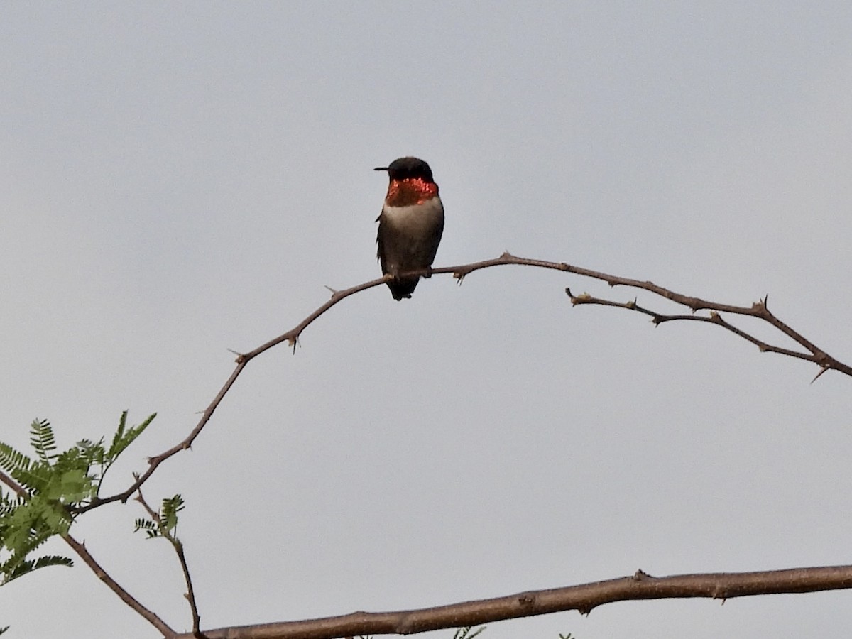 Ruby-throated Hummingbird - ML618558192