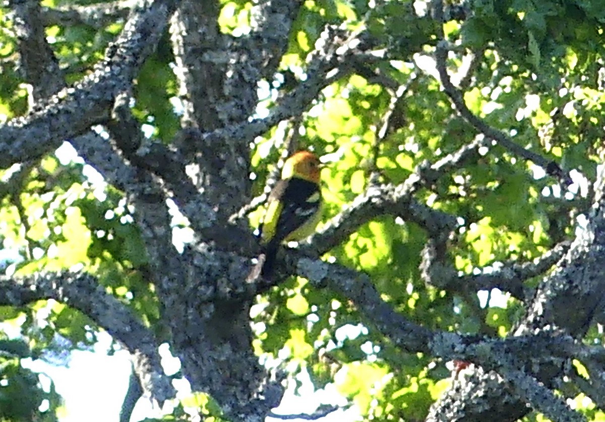 Western Tanager - ML618558214