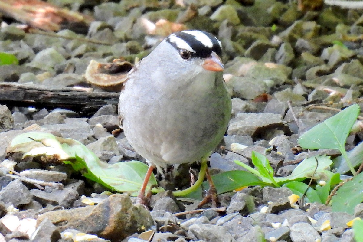 White-crowned Sparrow - ML618558233