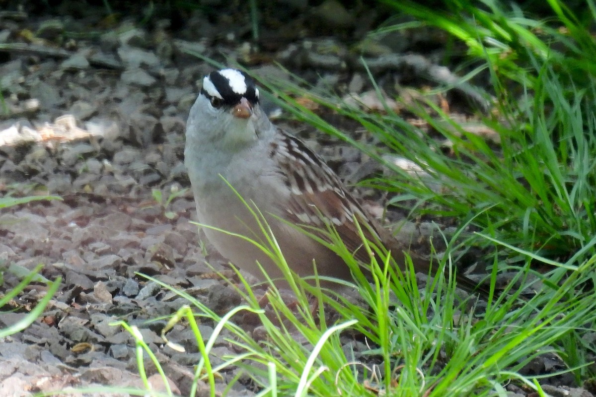 White-crowned Sparrow - ML618558234