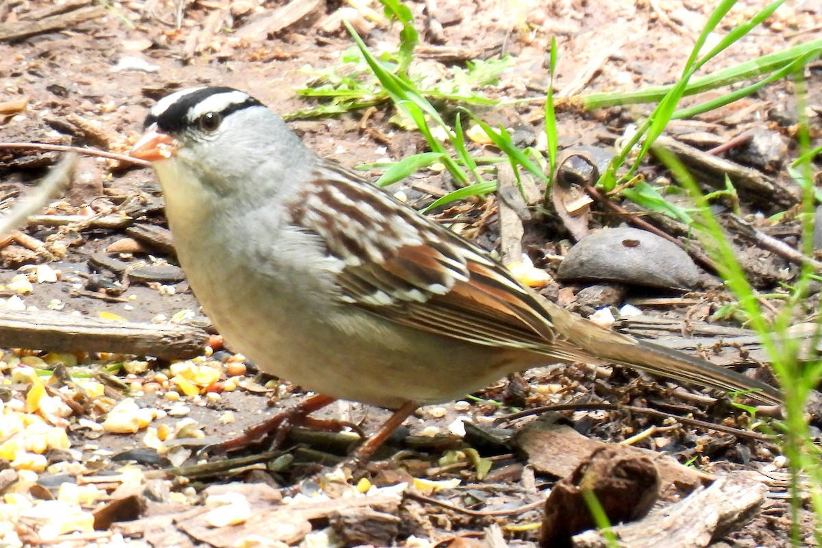 White-crowned Sparrow - ML618558235