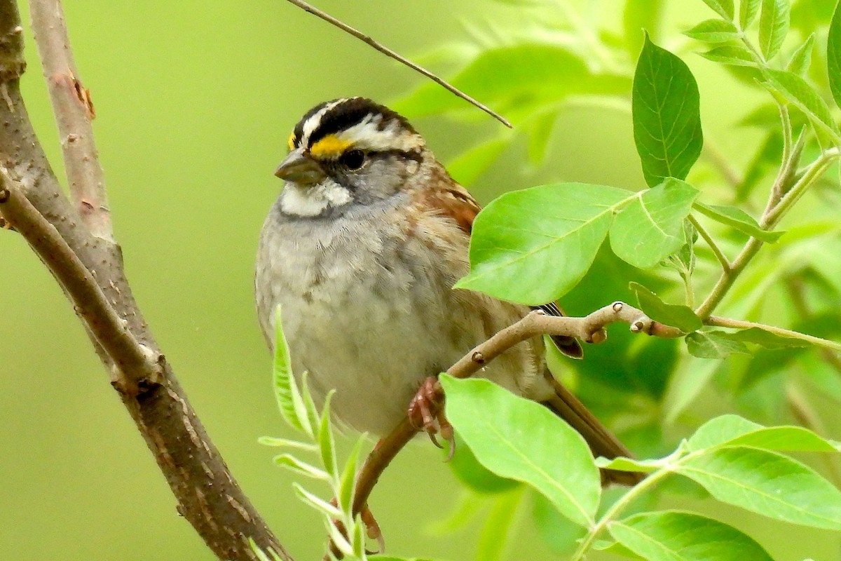 White-throated Sparrow - ML618558245