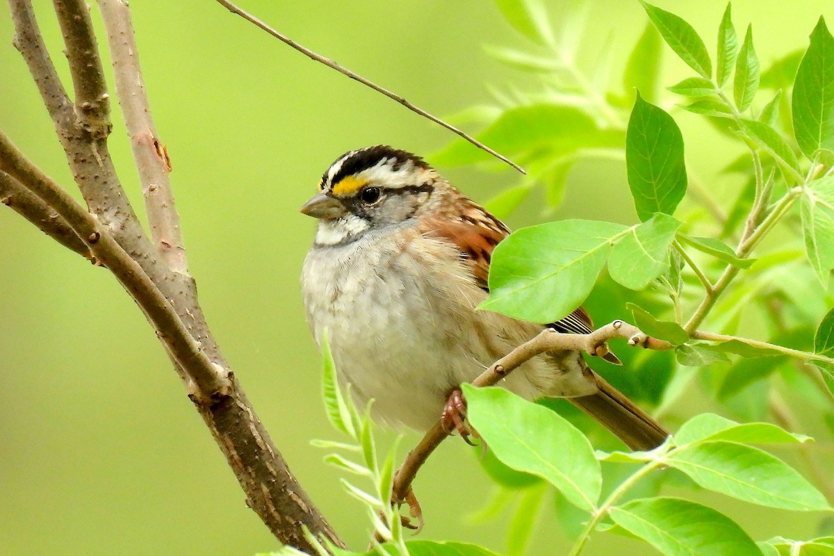 White-throated Sparrow - ML618558246