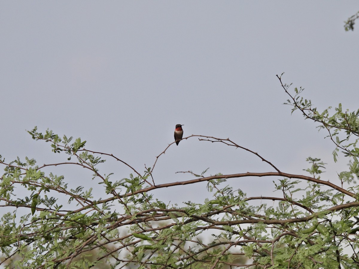 Ruby-throated Hummingbird - ML618558247