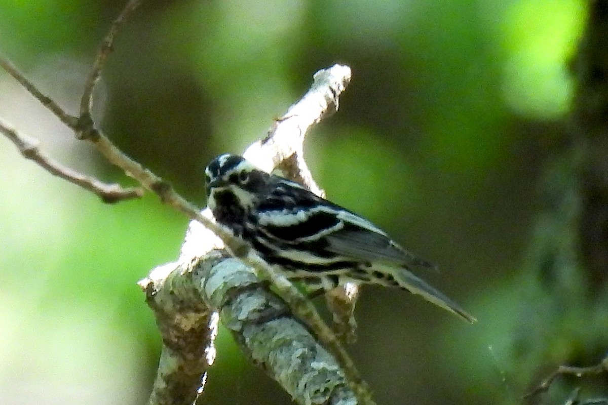 Black-and-white Warbler - ML618558252