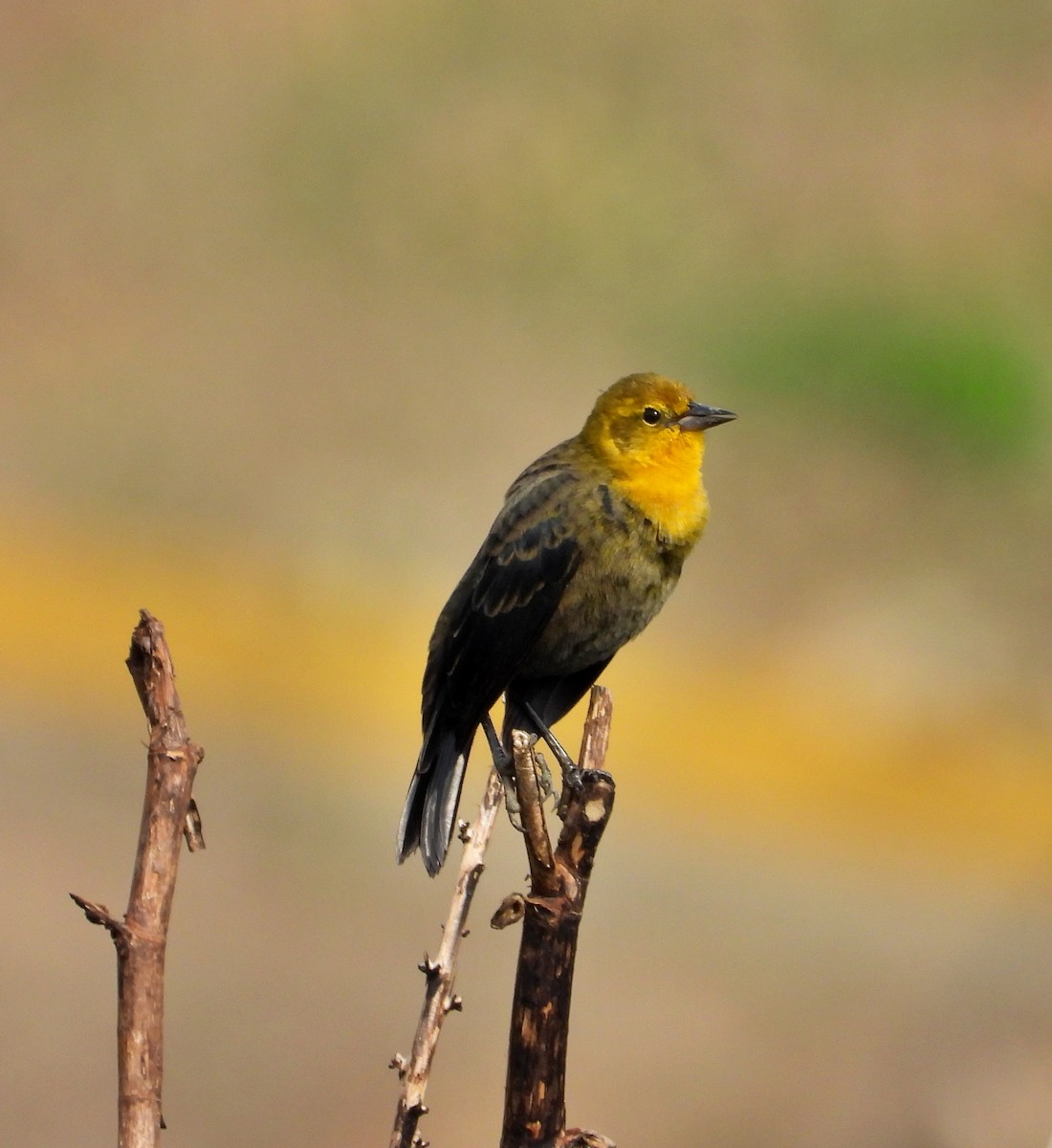 Yellow-hooded Blackbird - ML618558279