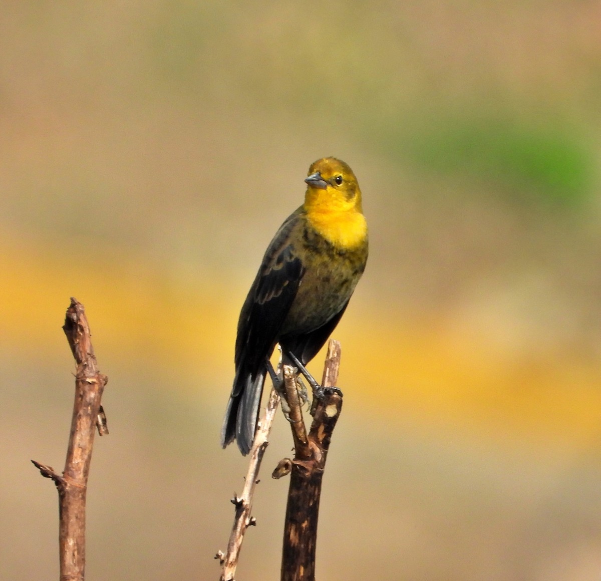 Yellow-hooded Blackbird - ML618558280