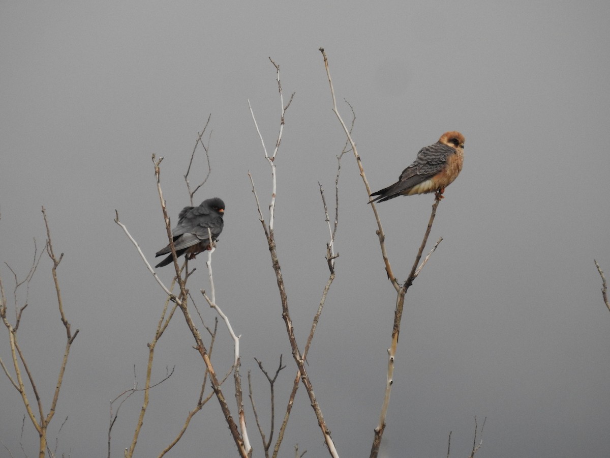 Red-footed Falcon - Denis Kitel