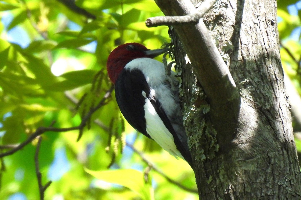 Red-headed Woodpecker - ML618558358
