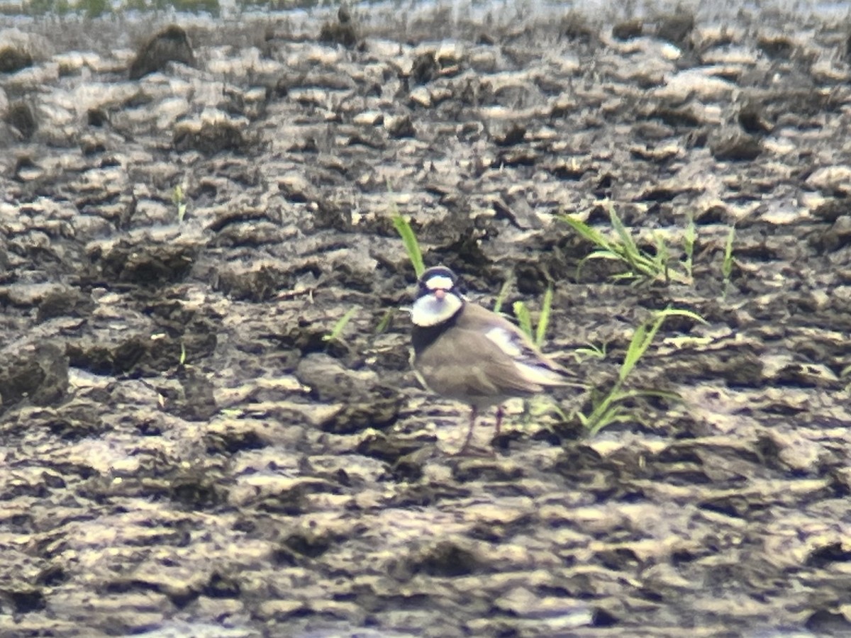 Semipalmated Plover - ML618558390
