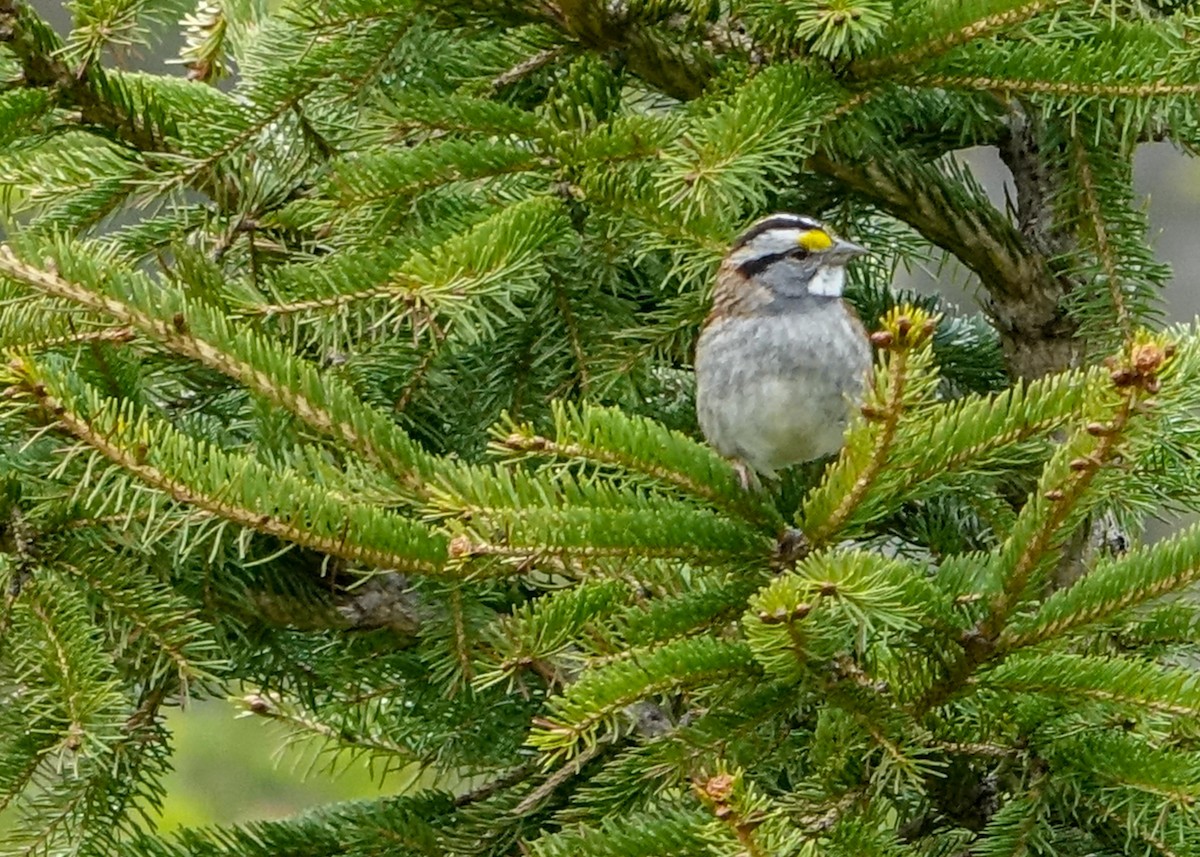 White-throated Sparrow - ML618558419