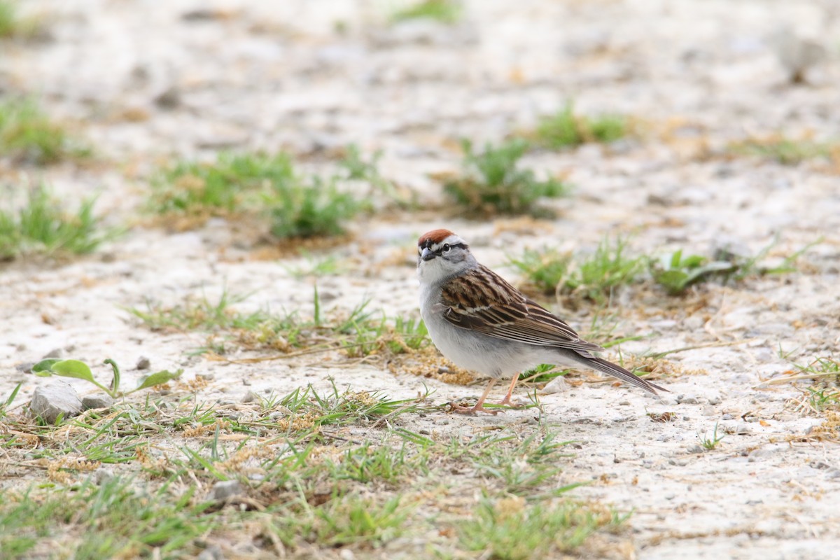 Chipping Sparrow - ML618558492
