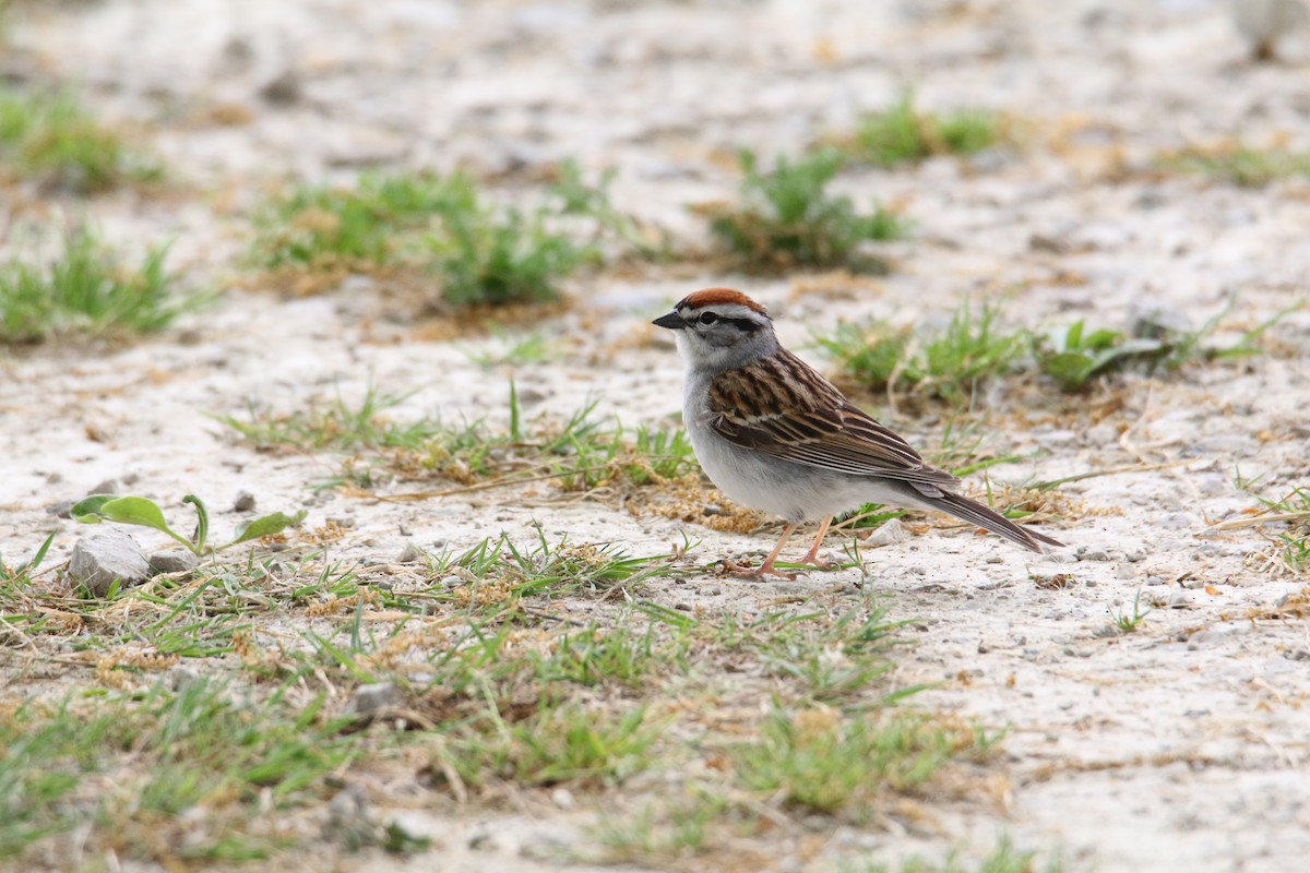 Chipping Sparrow - ML618558493