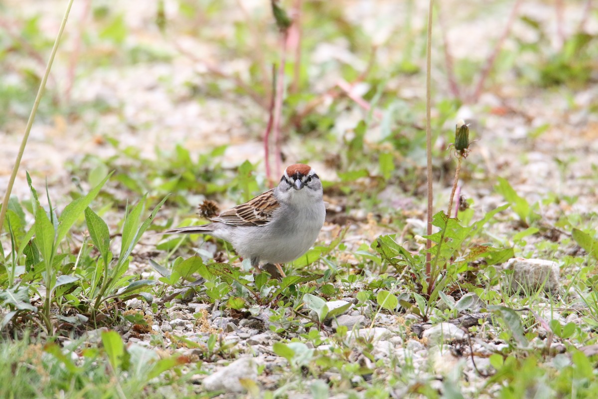 Chipping Sparrow - ML618558494