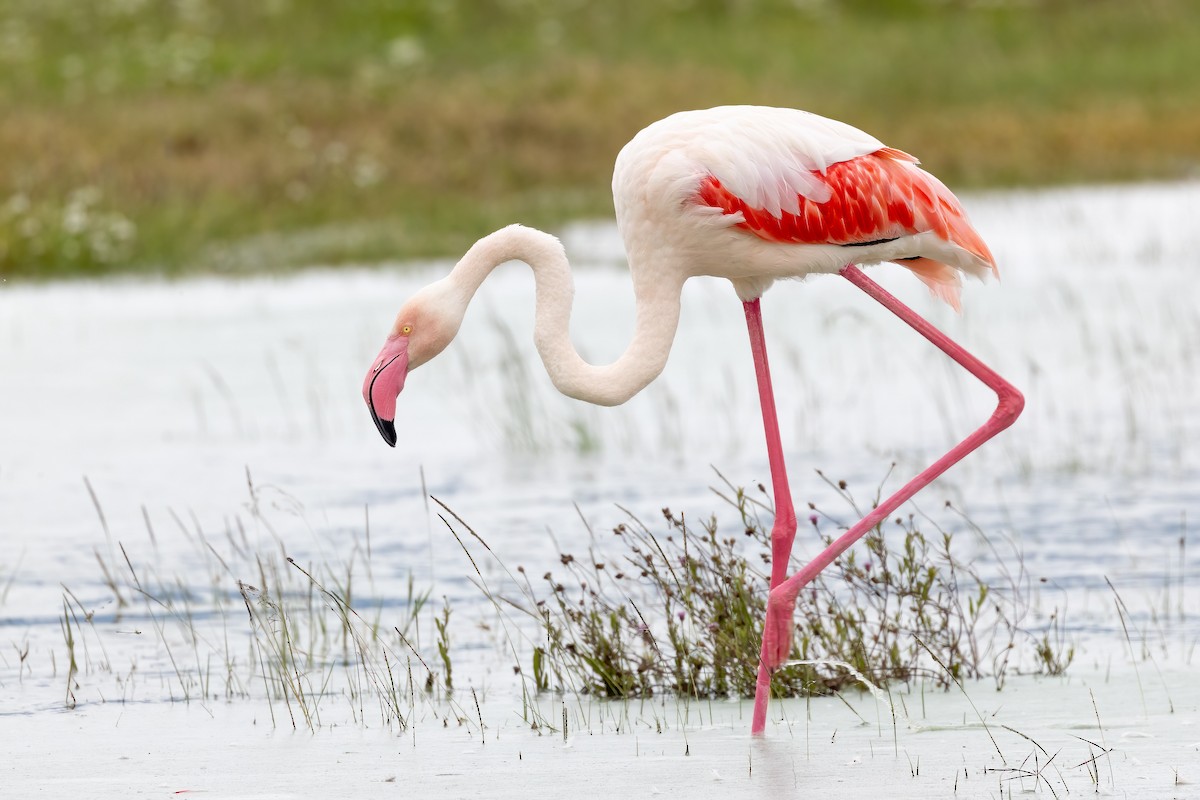 Greater Flamingo - ML618558500