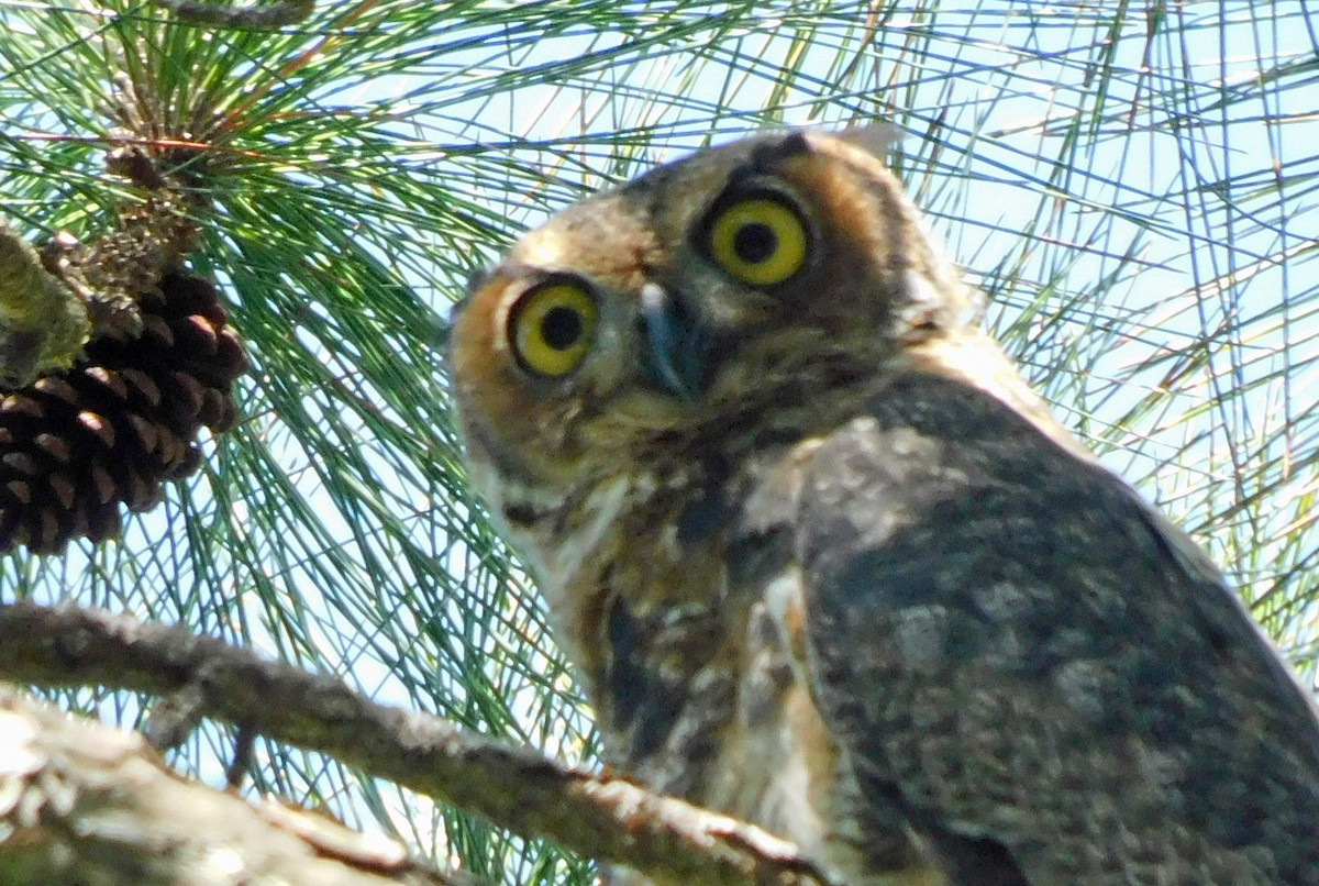 Great Horned Owl - ML618558525