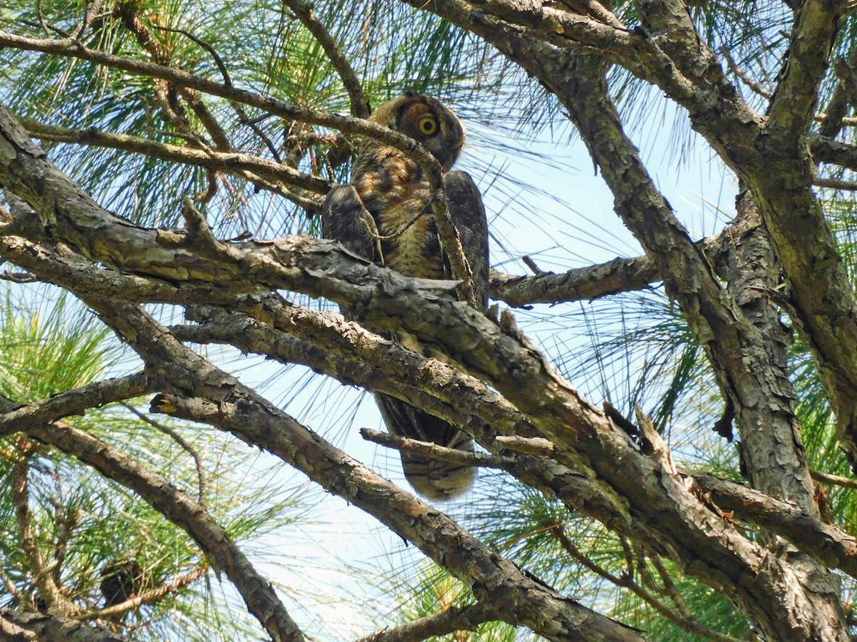 Great Horned Owl - ML618558526