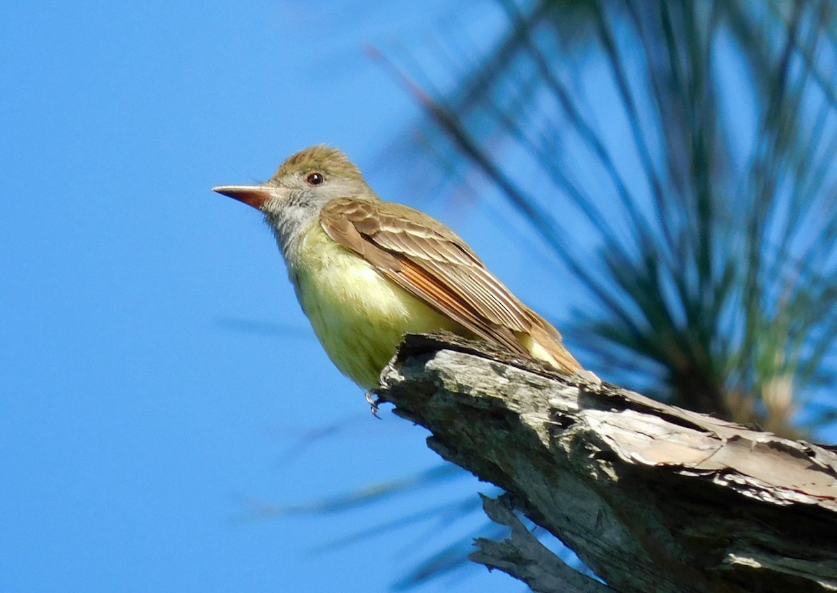 Great Crested Flycatcher - ML618558532