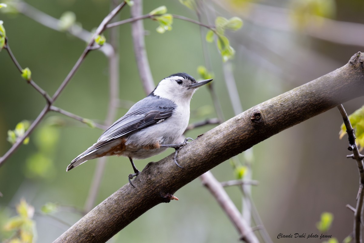 White-breasted Nuthatch - ML618558550
