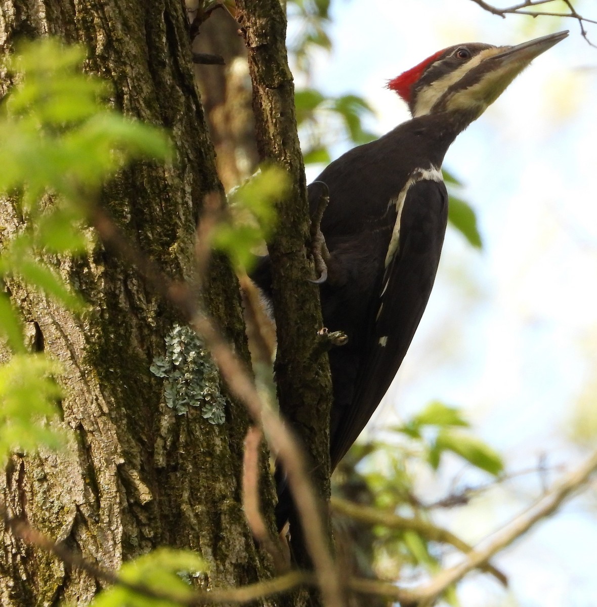 Pileated Woodpecker - Brent Daggett