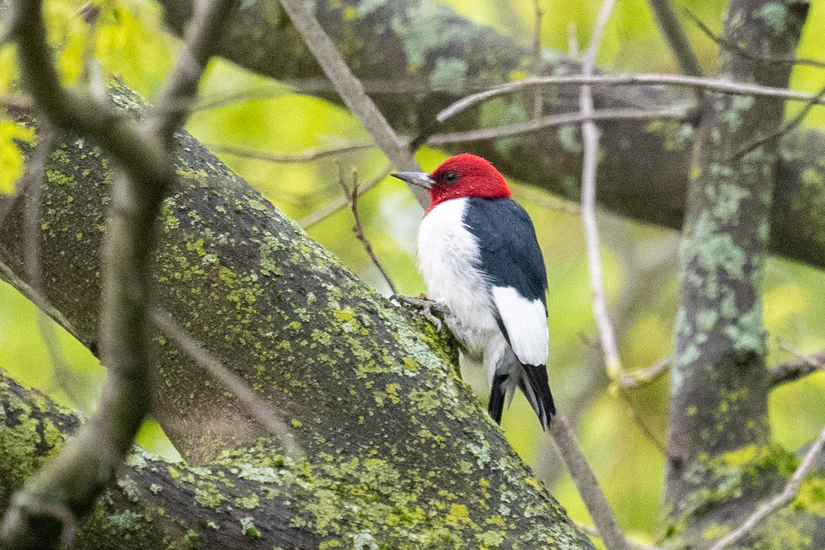 Red-headed Woodpecker - ML618558578