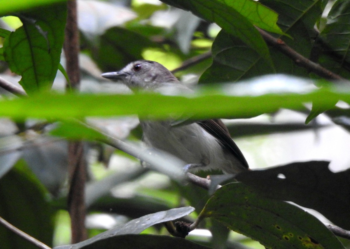 Sooty-capped Babbler - ML618558593