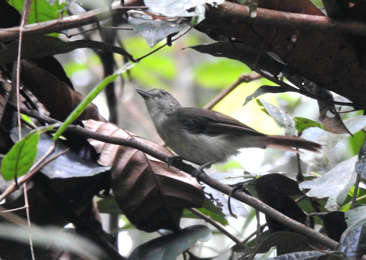 Sooty-capped Babbler - ML618558595