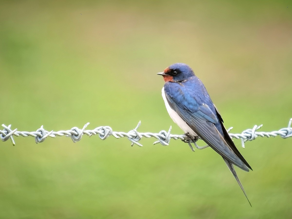 Barn Swallow - Peter Milinets-Raby