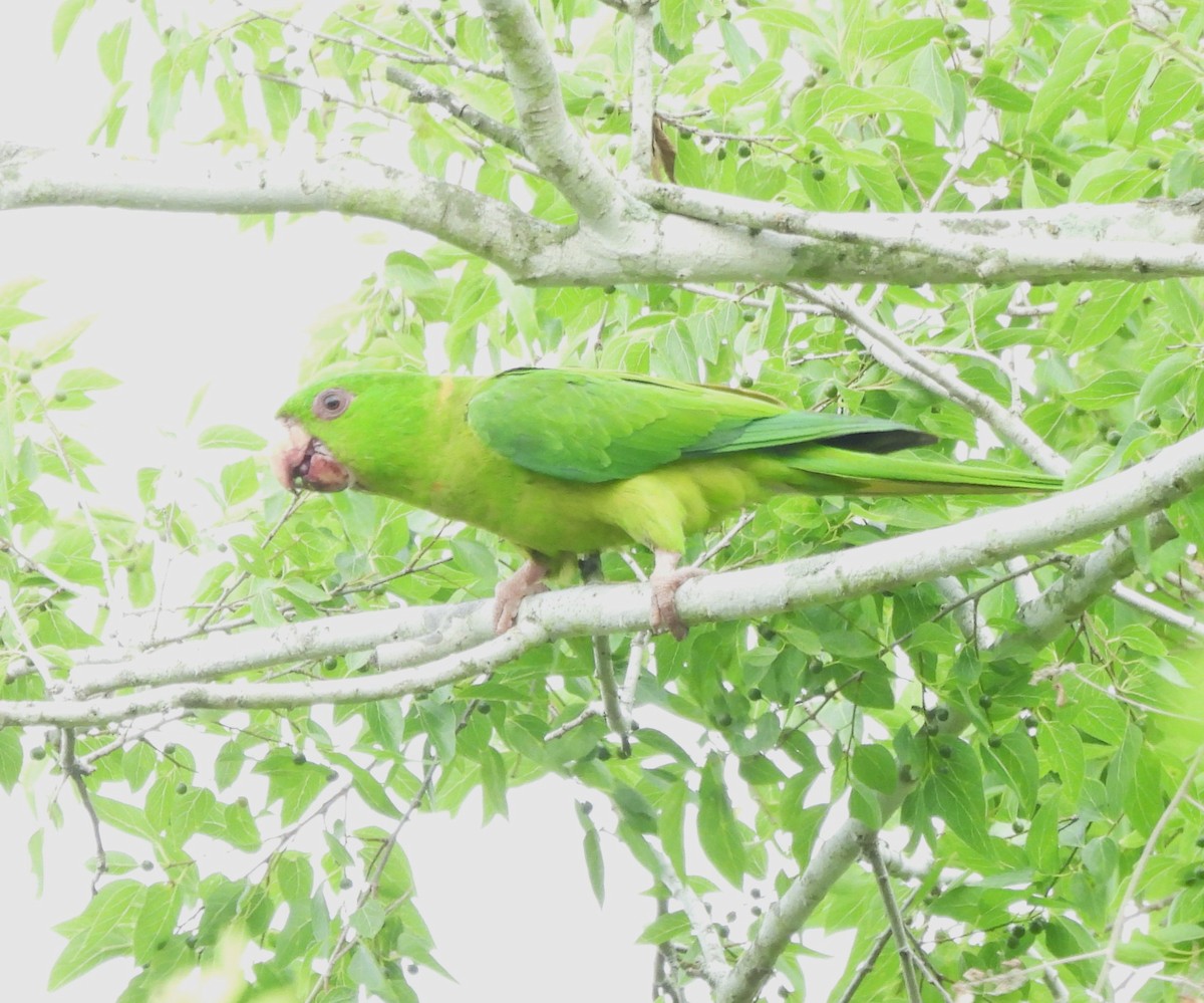 Green Parakeet - ML618558615